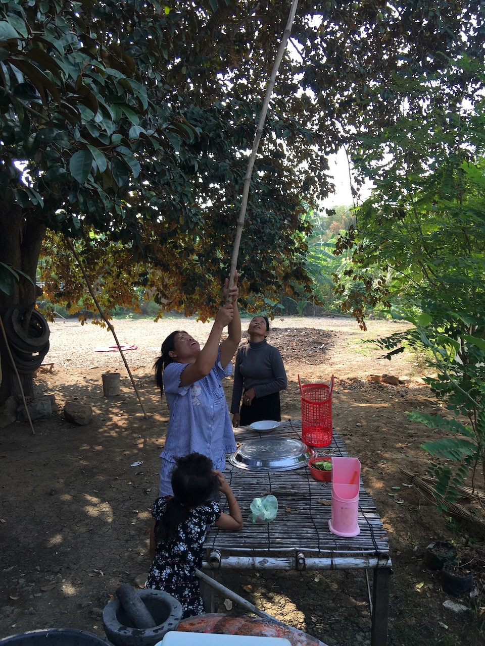 Picking ទៀប (tiep) sweetsop/custard apple/sugar-apple/Annona squamosa