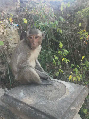 ស្វាត្រោស Northern pig-tailed macaque (*Macaca leonina*) at Phnom Sampeau