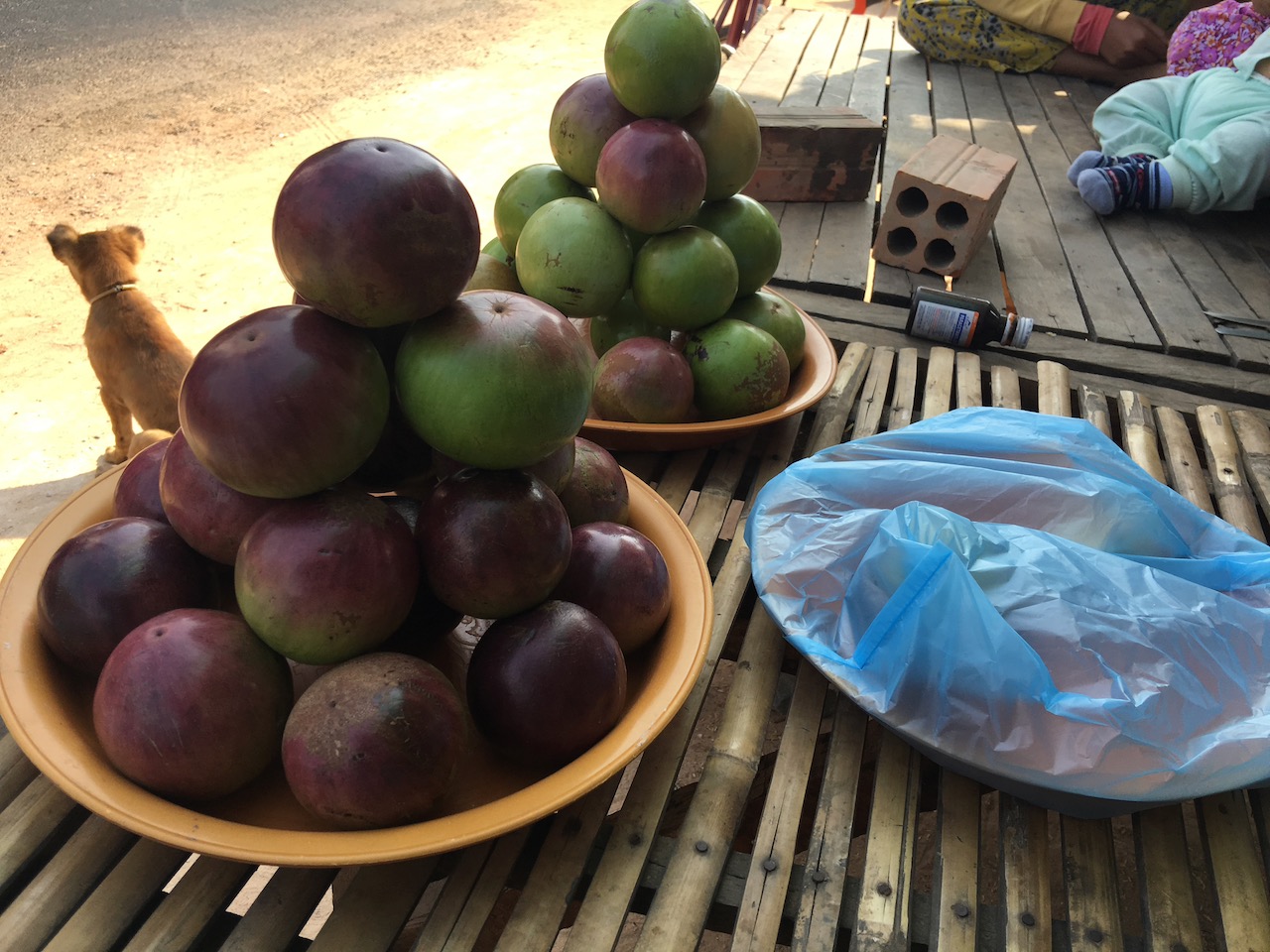 ក្រខុប [krɑkʰop], governor's plum/Madagascar plum/Indian plum/ramontchi, *Flacourtia indica*